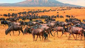 8 Days Wildebeest Migration Tarangire, Serengeti, Ngorongoro and Lake Manyara