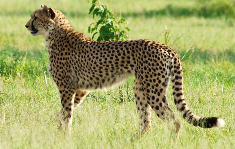 3 Days Serengeti and Ngorongoro Crater Lodge Tour